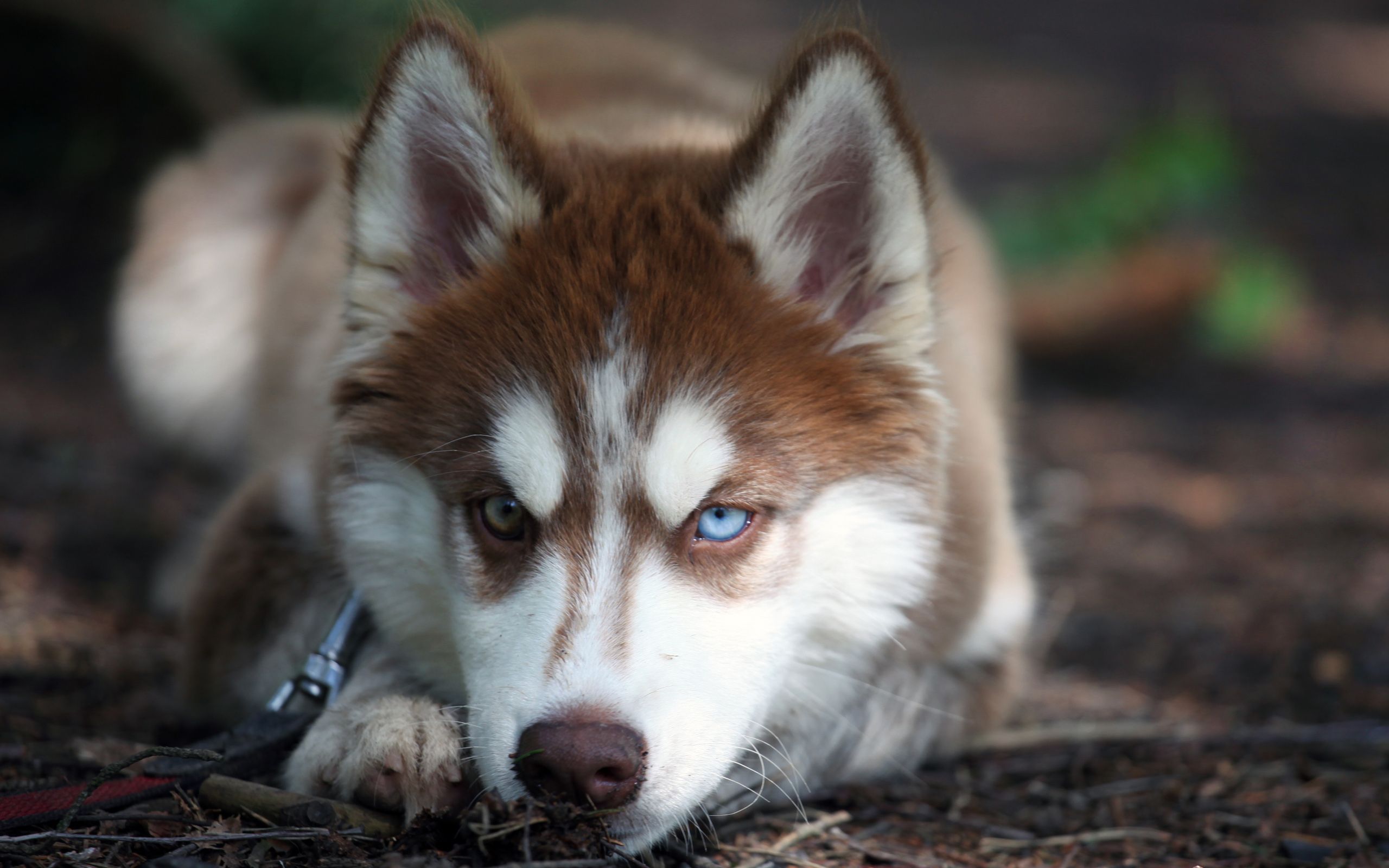 Siberian Husky Dog Temperament, Training, Pictures and