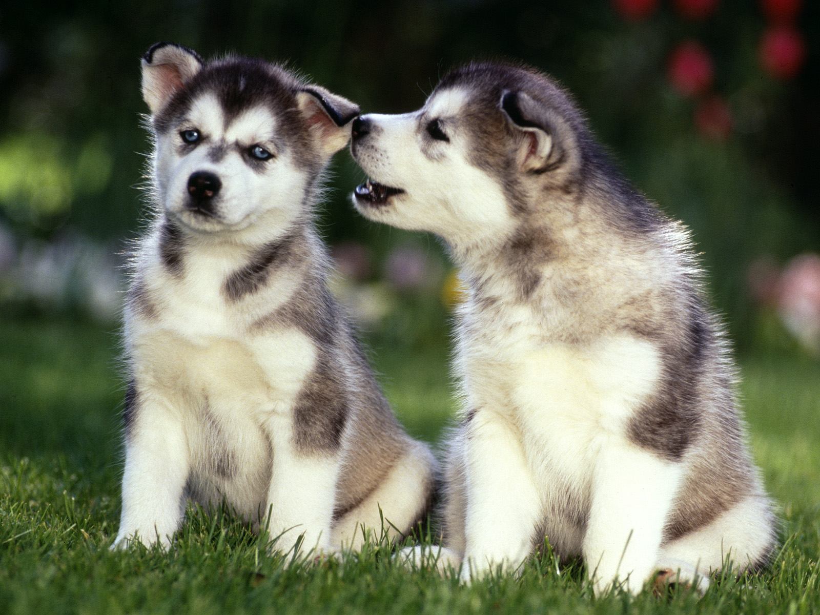Siberian Husky Dog : Temperament, Training, Pictures and Video