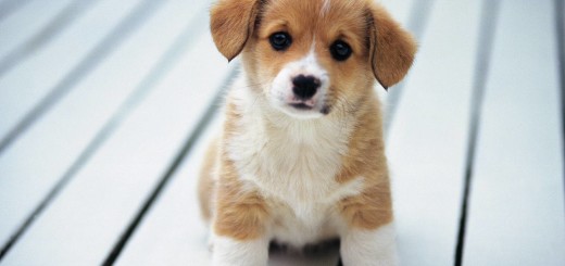 Cute Beagle Dog Pictures