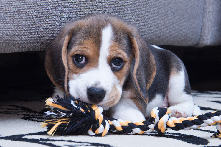 Beagle Dogs Temperament, Exercise and Grooming