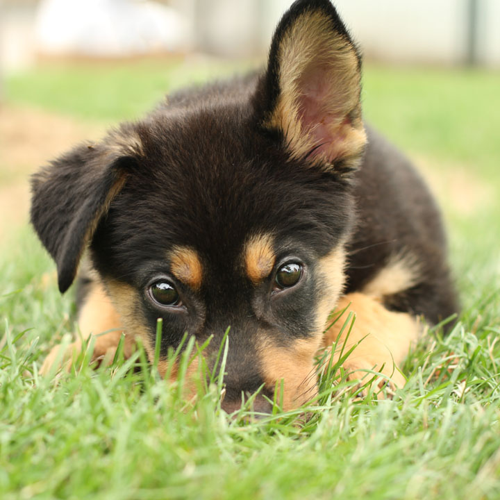 10 Facts About German Shepherd Dog You Need to Know - InspirationSeek.com