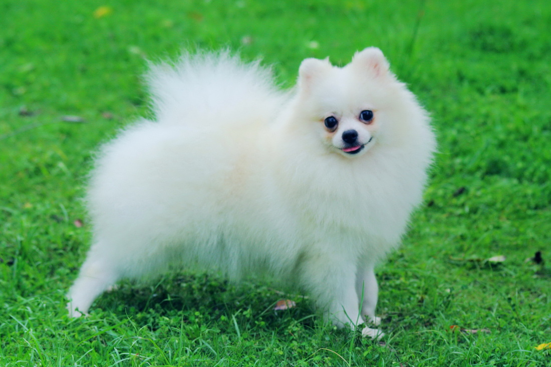 Pomeranian Dog : Temperament, Exercise and Grooming - InspirationSeek.com