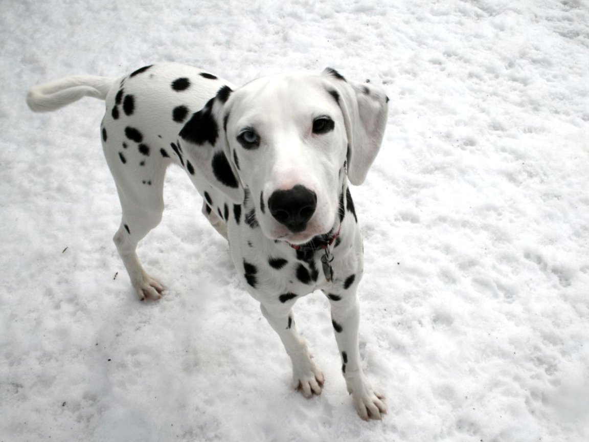 Dalmatian Dog Personality, Appearances, History and