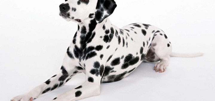 Dalmatian Dog Wallpaper