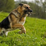 German Sepherd Dog Pictures