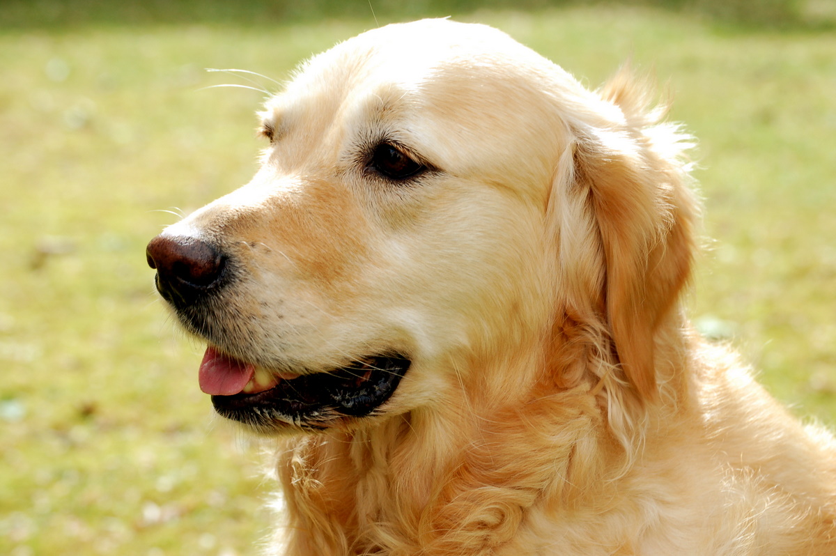 Golden Retriever Dog : Temperament, Exercise and Pictures ...