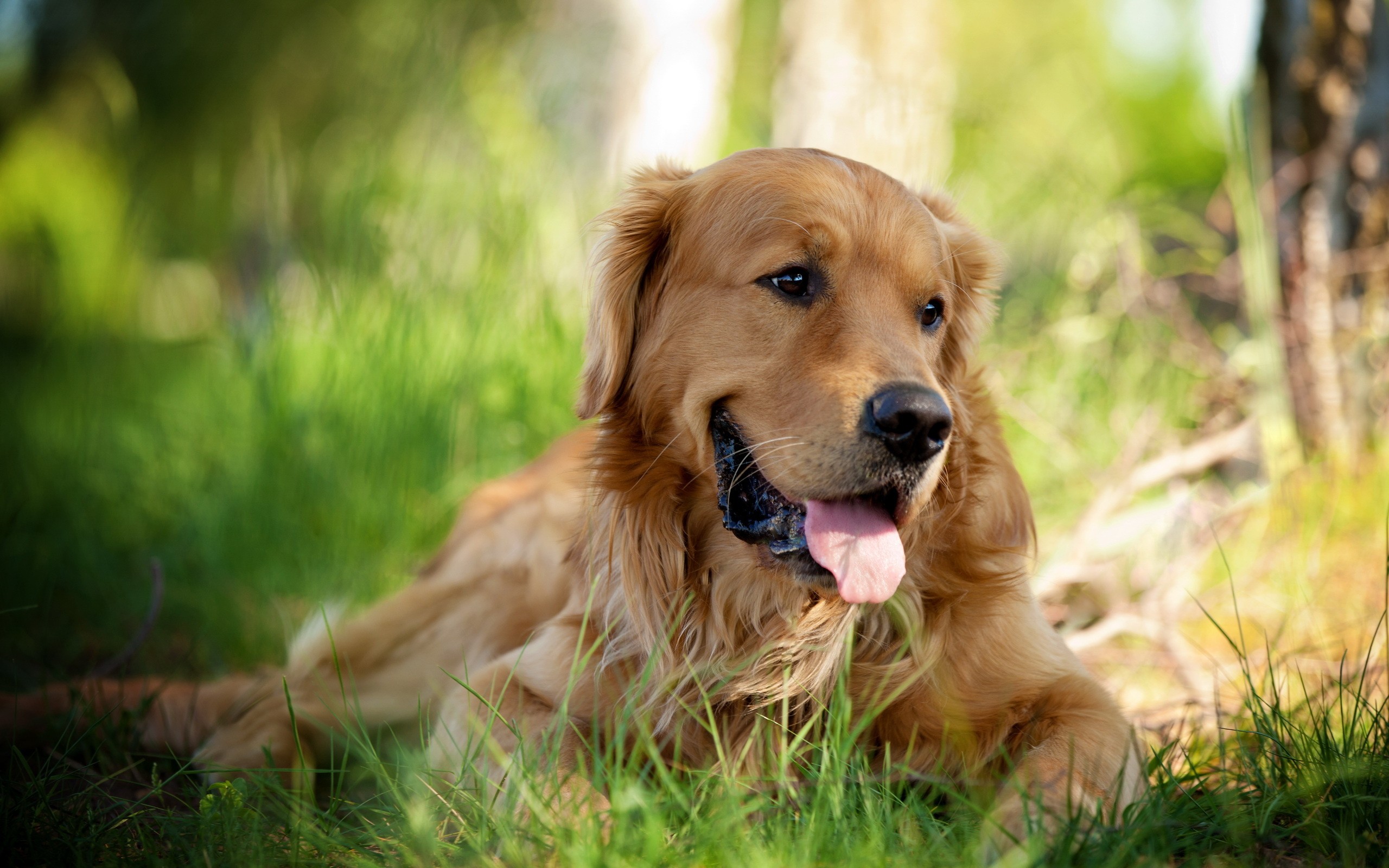 Golden Retriever Dog : Temperament, Exercise and Pictures ... - GolDen Retriever Dog Wallpaper HD