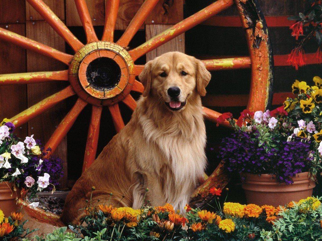 Golden Retriever Dog : Temperament, Exercise and Pictures ... - GolDen Retriever Dog Wallpaper Photography 1024x768