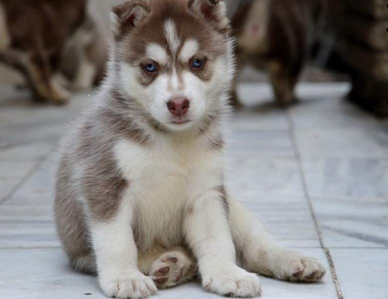 Siberian Husky Dog Temperament, Training, Pictures and
