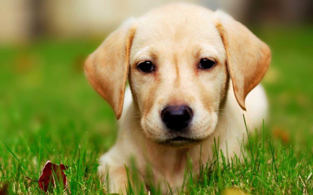 Labrador Retriever Dog : Characteristics, Temperament and Exercise