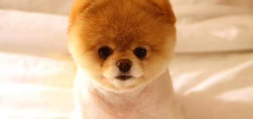 Pomeranian Dog Pictures