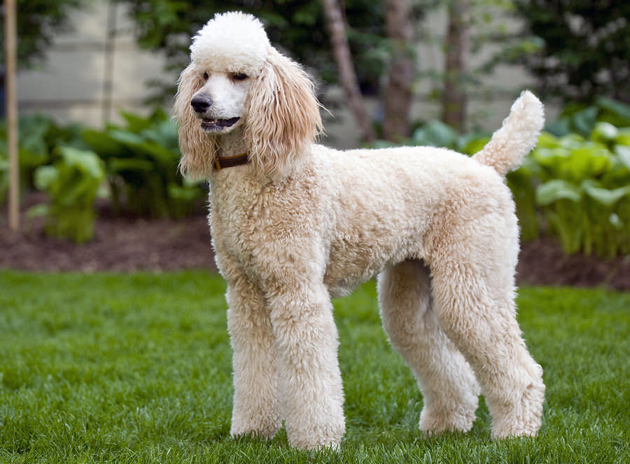 Poodle Dog Characteristics, Temperament, Grooming and Pictur