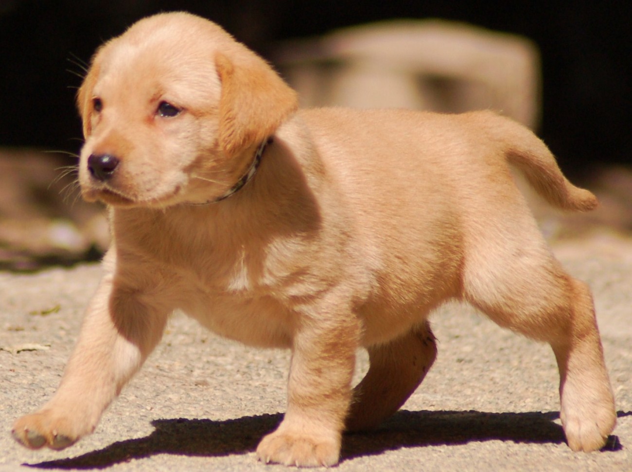 Labrador Retriever Dog Characteristics, Temperament and