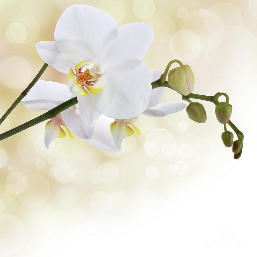 How To Care For Orchids Flower - InspirationSeek.com