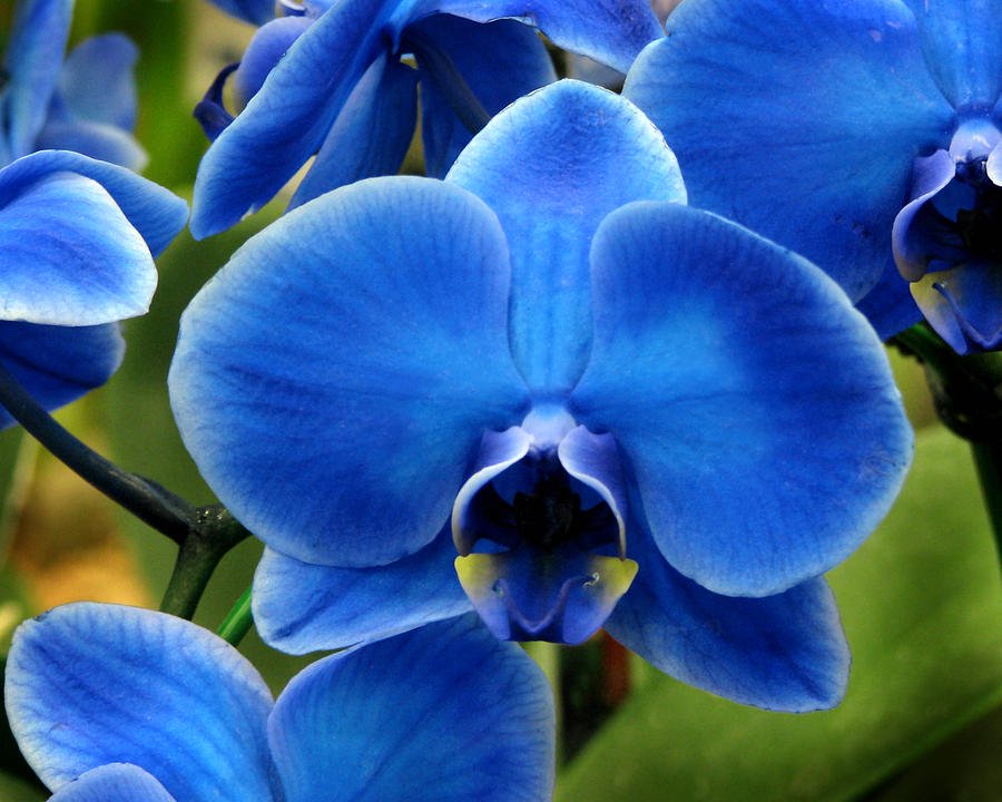light blue orchids