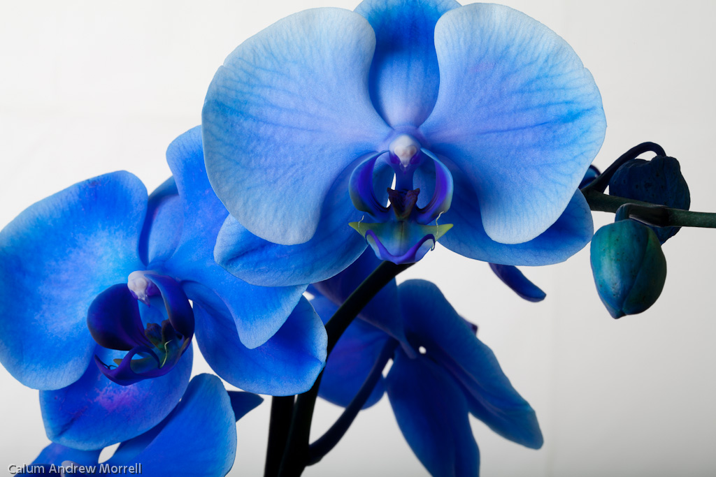 Blue Orchids.