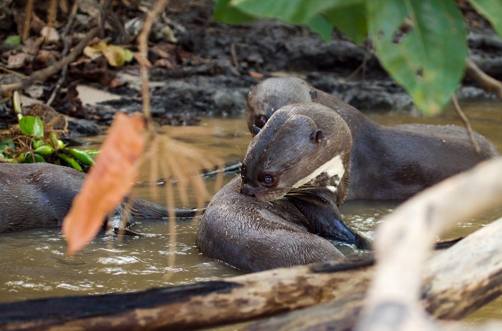 Pantanal Wetlands Brazil The Largest Freshwater Wetland Ecosystems In 