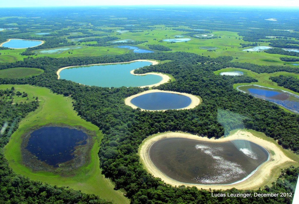 Pantanal Wetlands Brazil; The Largest Freshwater Wetland Ecosystems in ...