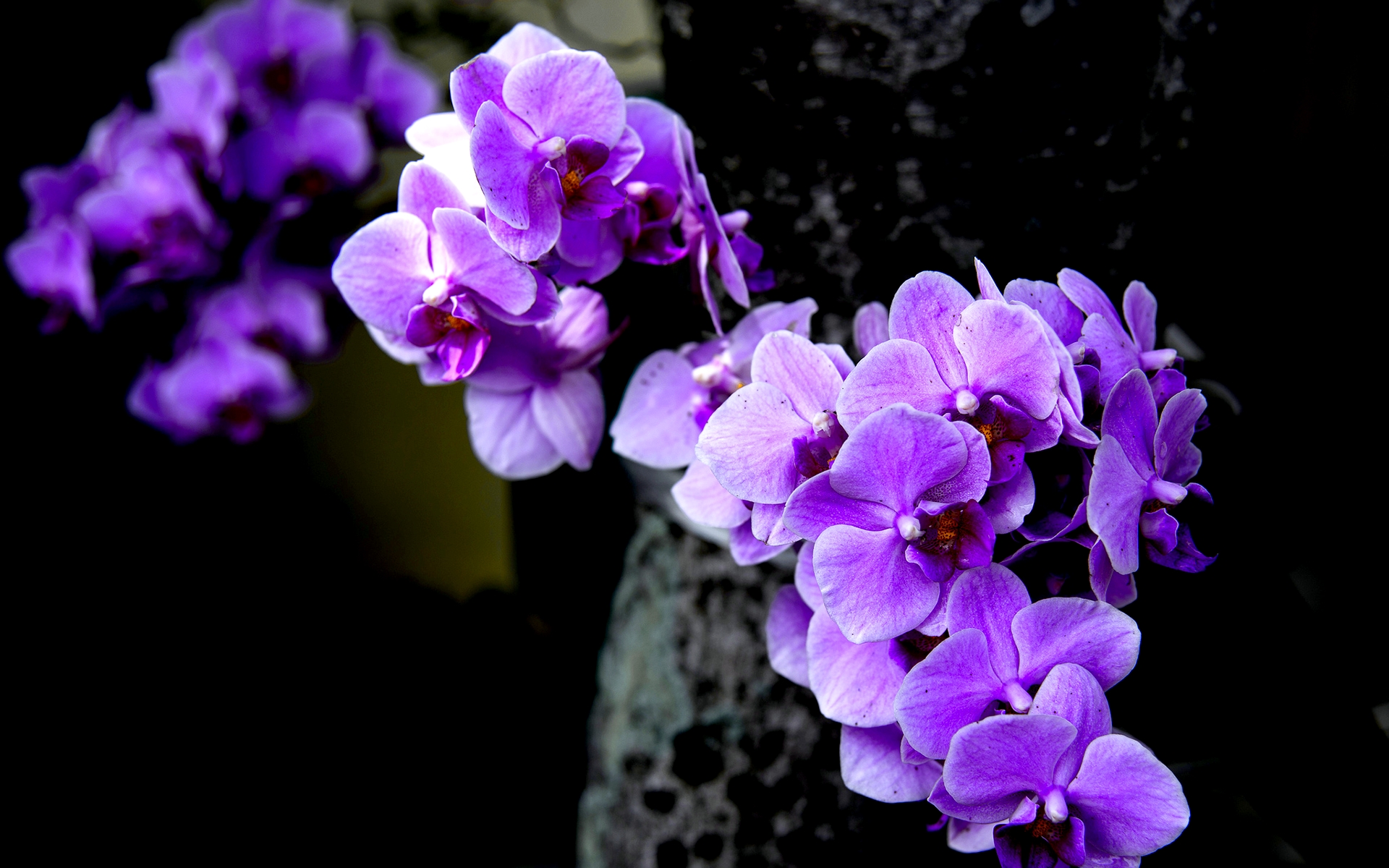 Purple-Orchid-Flower-Pictures.jpg