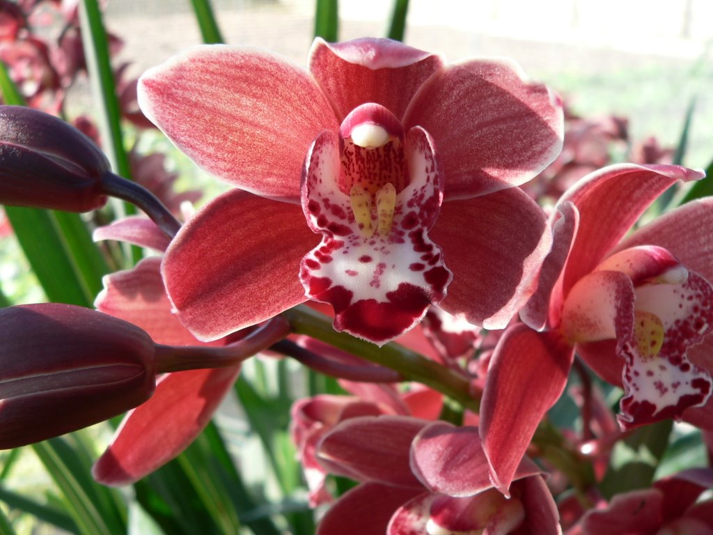 How To Care For Orchids Flower - InspirationSeek.com

