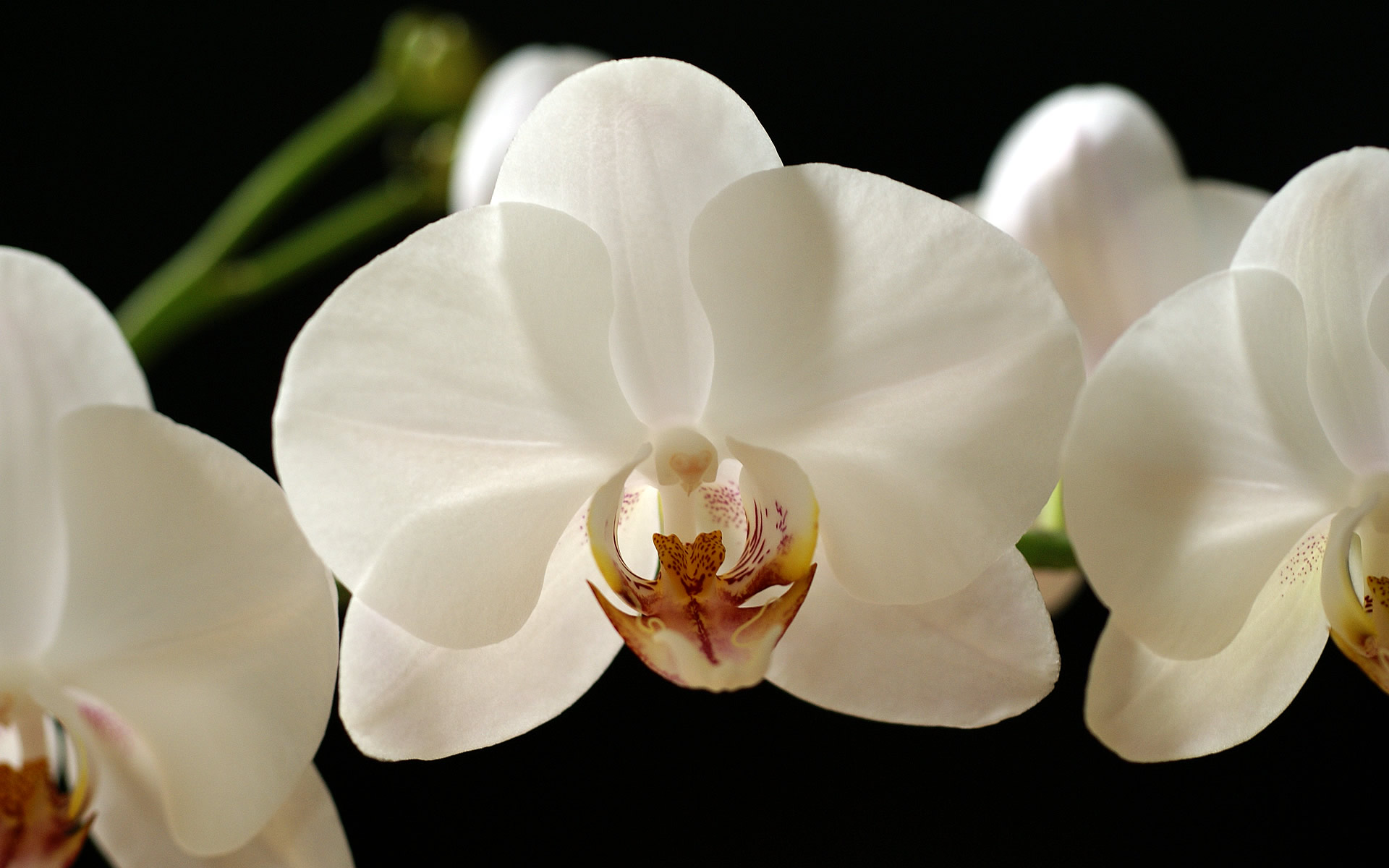 White-Orchid-Pictures.jpg