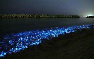 Beautiful Toyama Bay At Night, Japan – InspirationSeek.com