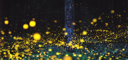 Firefly Forest Japanese