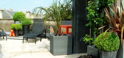 Urban Rooftop Ideas with Low Maintenance Plants