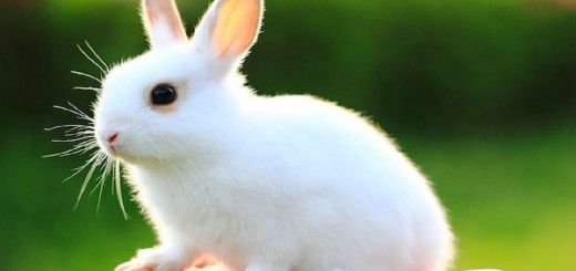 Baby Rabbit Pictures