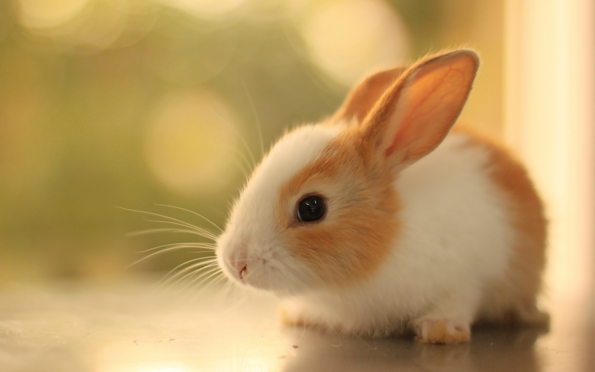 Baby Rabbit_01