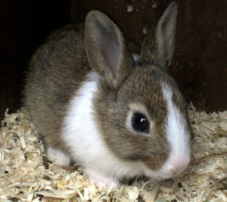 Baby Rabbit_06