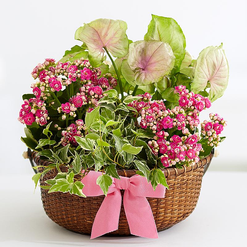 Plants Gift as Valentines Gift Ideas For Her