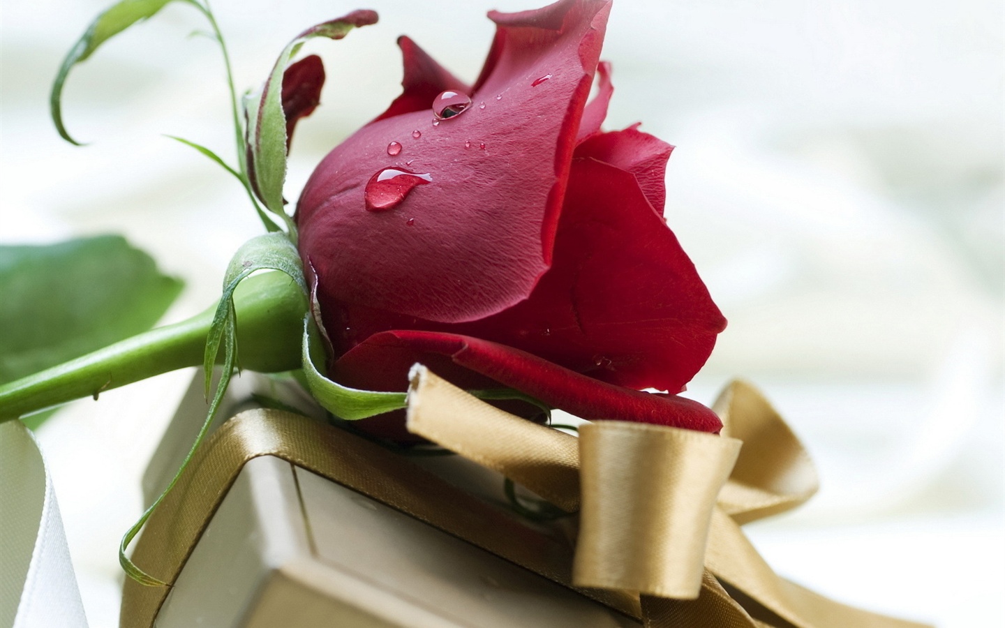 Red Rose Gift as Valentines Gift Ideas For Her