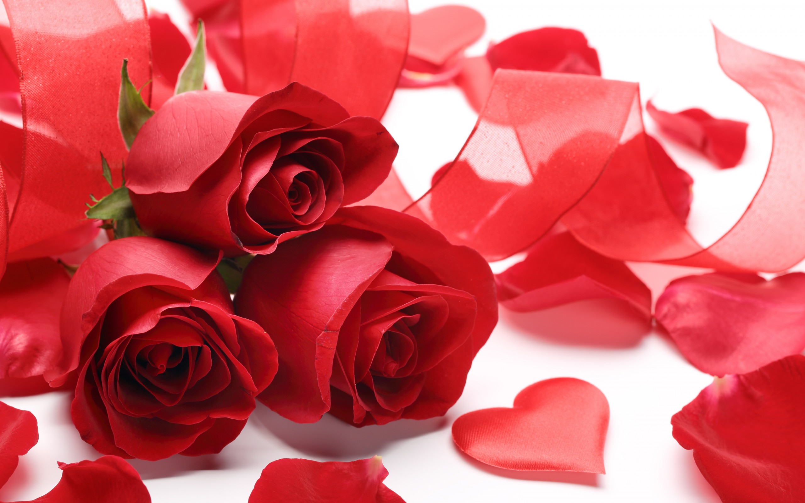 Valentine's Day Roses 2016