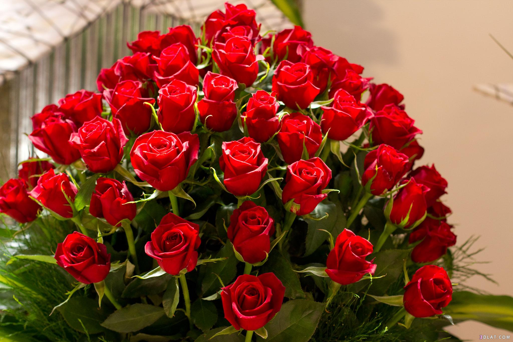 Valentine's Day Roses Ideas For 2016