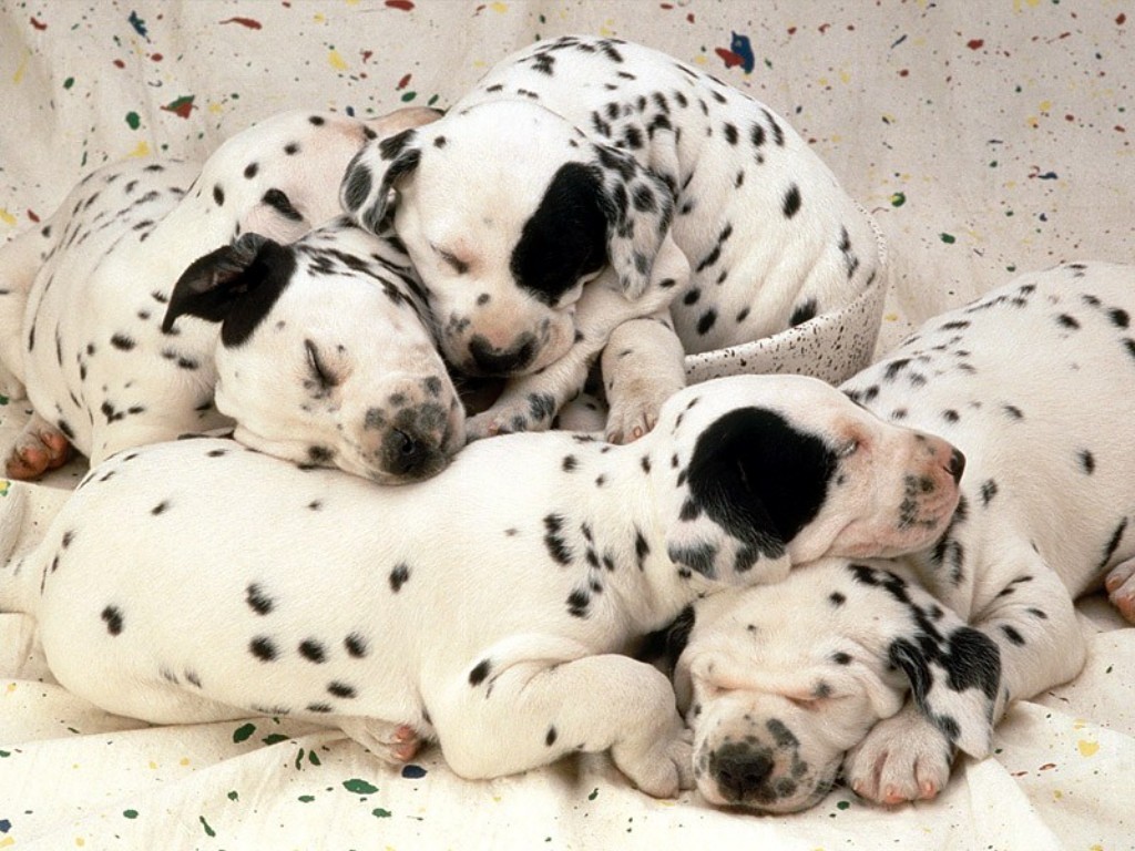 Cute Dalmation Dog Family