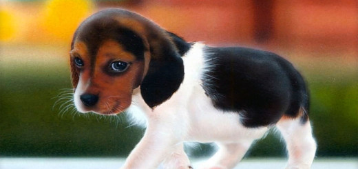 Cute Dog Beagle Pictures