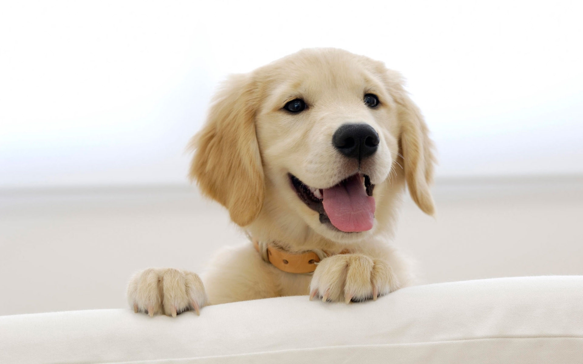 Cute Dog Golden Retriever Pictures