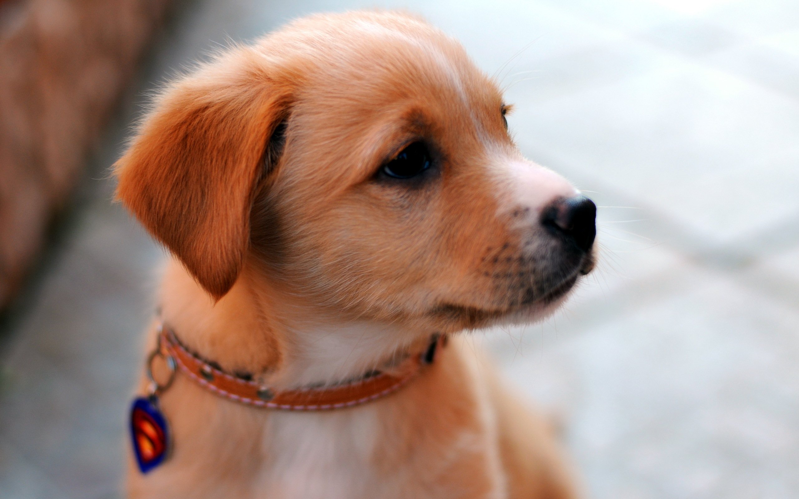 38 Cute Dog Pictures  InspirationSeek.com