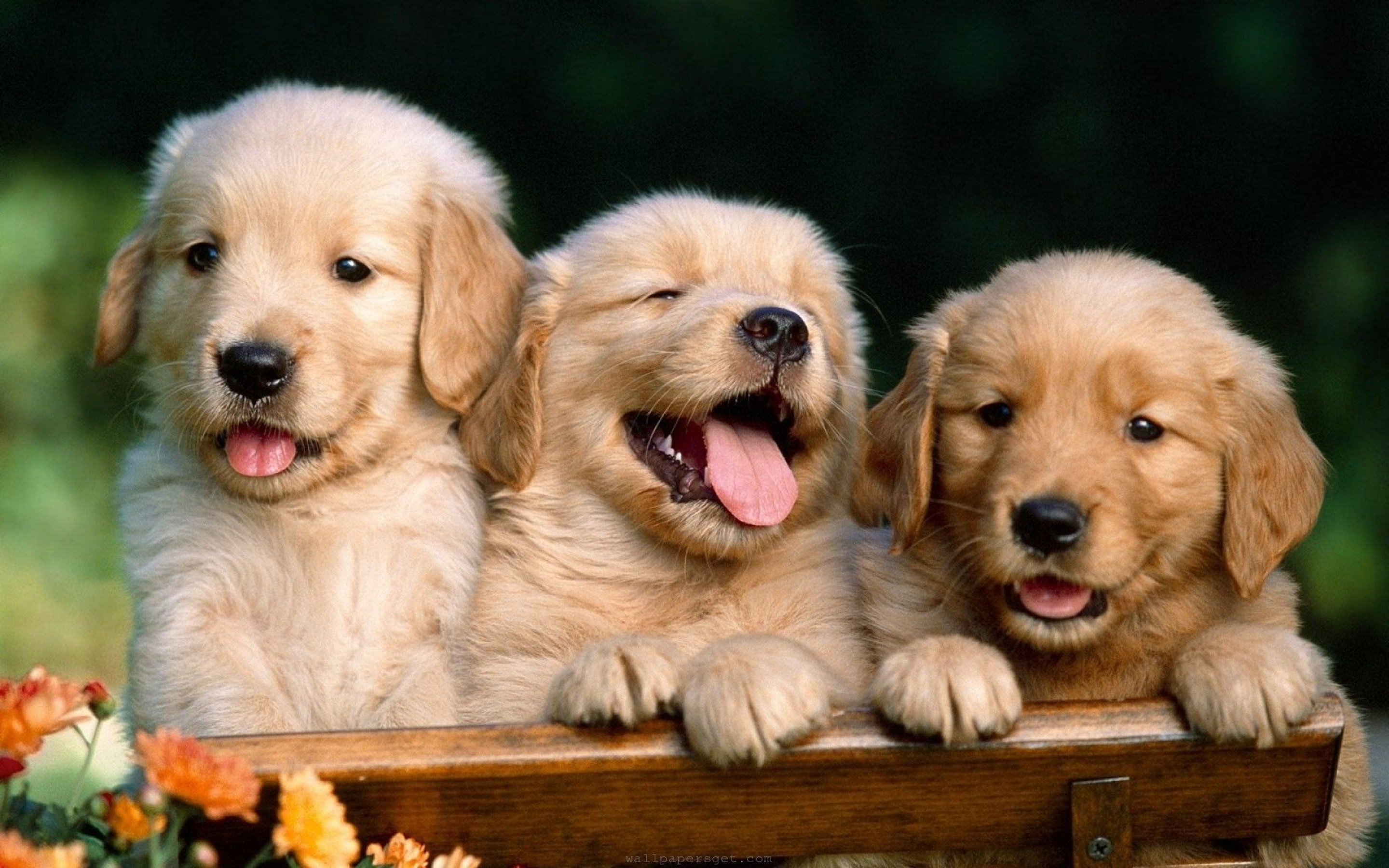 Download 38 Cute Dog Pictures - InspirationSeek.com