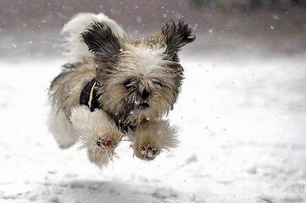Cute Dog Pictures Run in Snow