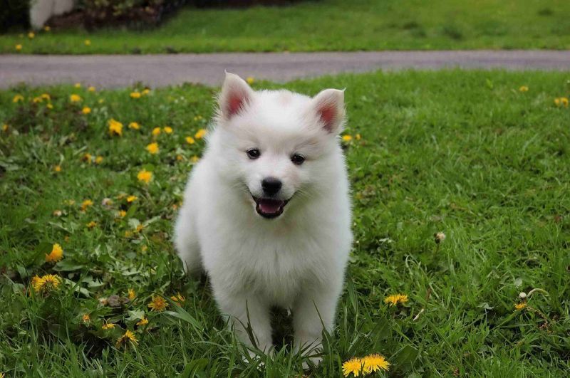 Cute Dog Pictures of American Eskimo Dog