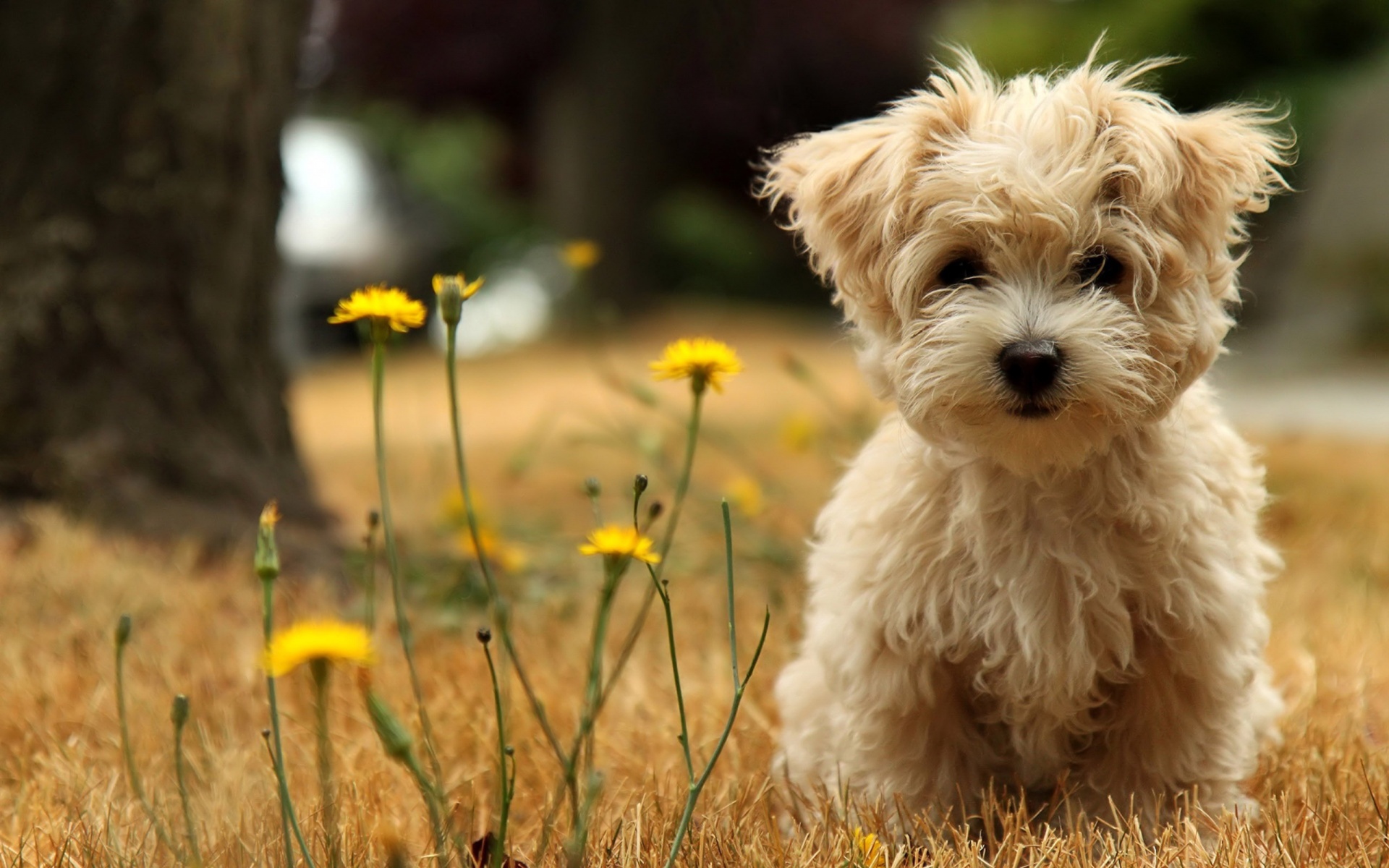 Cute Dog Pictures on The Garden