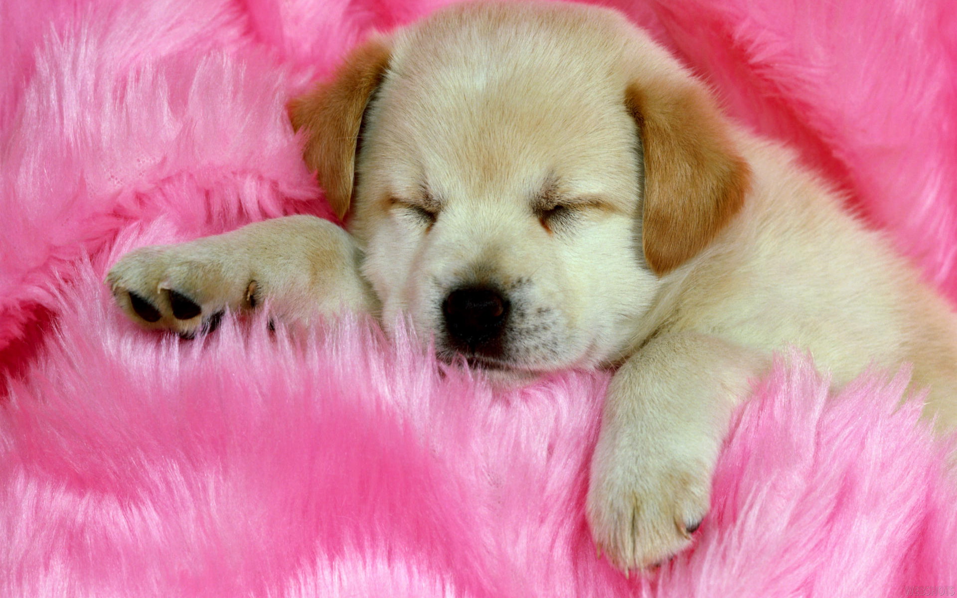 Cute Dog Pictures while Sleeping