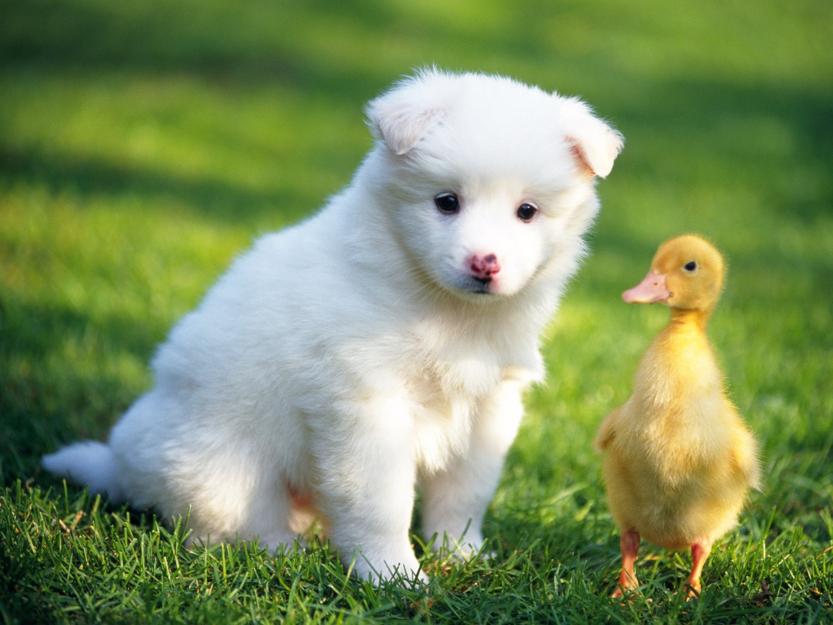 Cute Dog Pictures with Chicken on The Grass