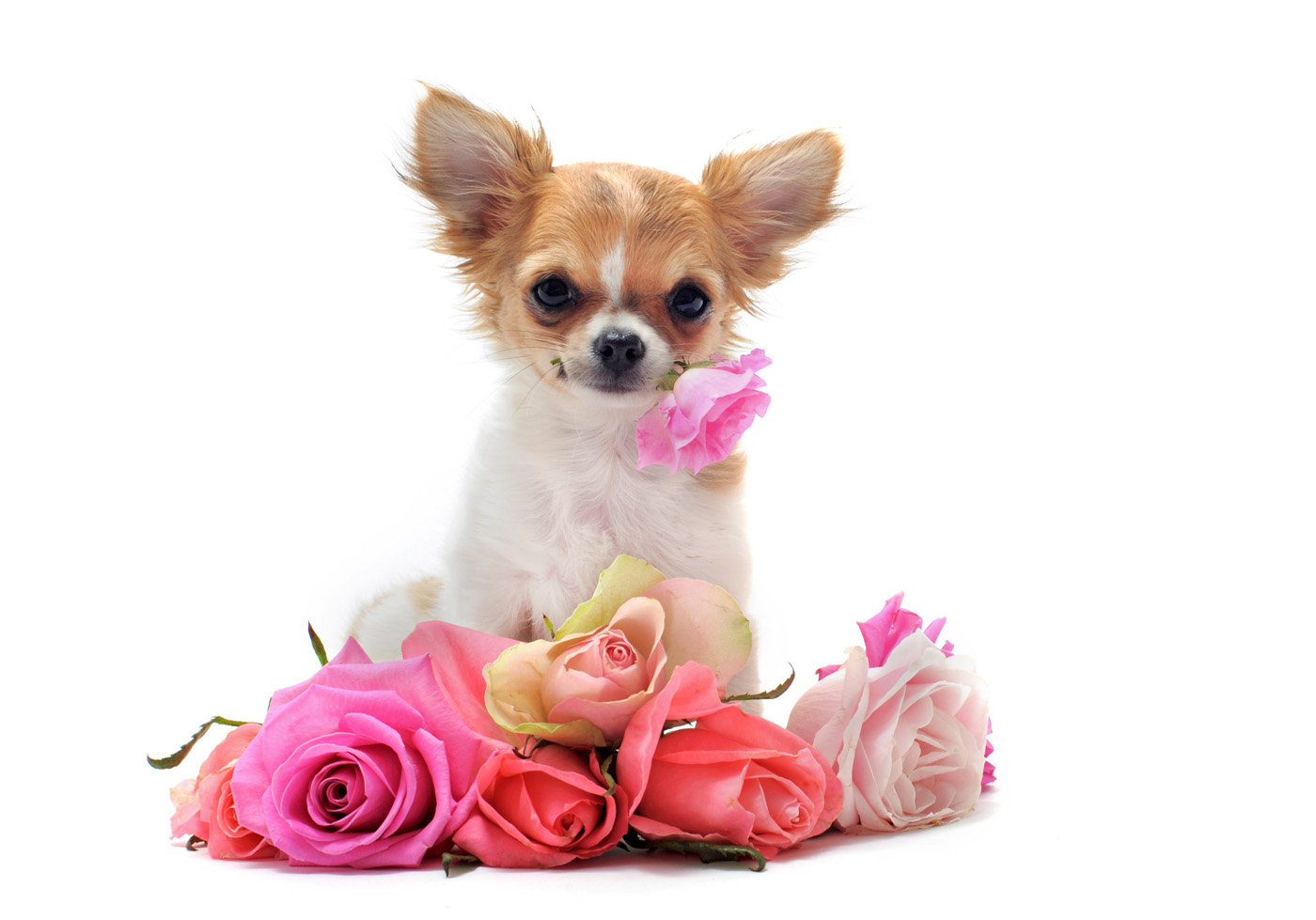 Cute Dog Pictures with Flowers