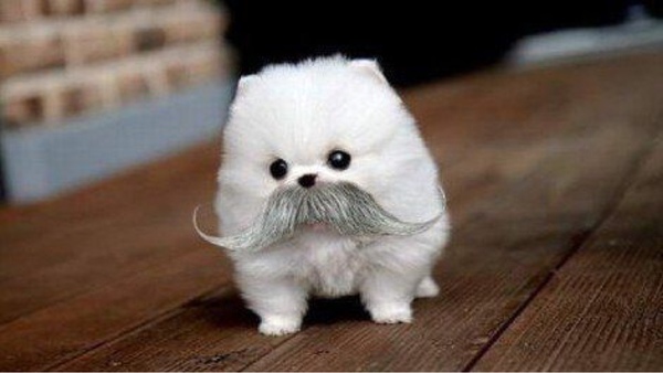 Cute Dog Pictures with Mustache