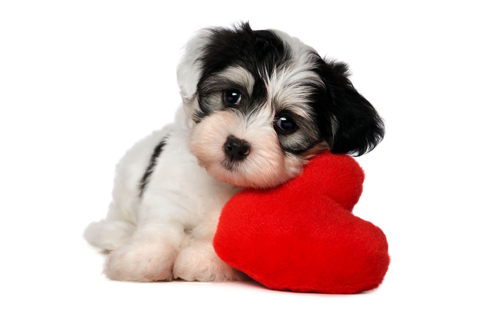 Cute Dog Pictures with Red Love Pillow