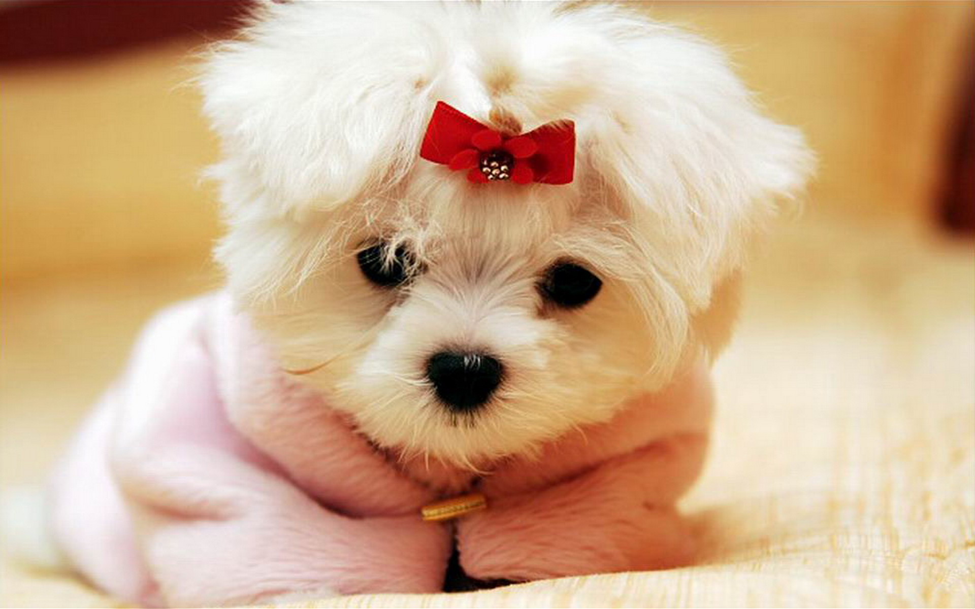 Cute Dog Pictures with Red Ribbon