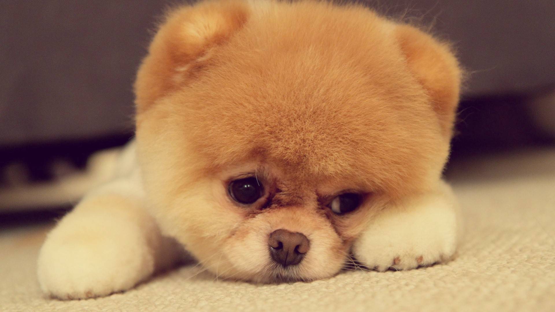 Cute Dog So Sad Pictures
